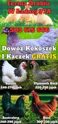 Kokoszki z GWARANCJĄ - Dowóz GRATIS Ferma Drobiu Ładna 97A Luty/Marzec