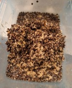 Konopie, siemieniotka, wyciskanie