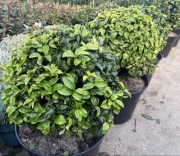 Laurowiśnia strzyżone kule