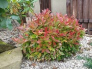 Kiścien wawrzynowy- Leucothoe scarletta zeblid