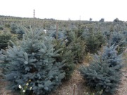 Świerk srebrny kopany 80-150, jodła, nie tuja plantacja choinek