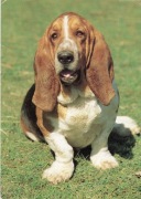 Pies, Psy - Basset hound - Pocztówka - CSSR.