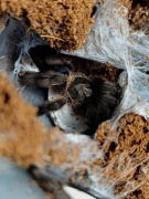 Ptaszniki/Pająki/Skorpiony/Inne