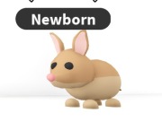 Bandicoot x16 adopt me