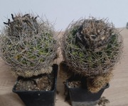  Kaktusy Discocactus zehntneri v. araneispinus HU