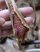 Pałczycha Kroplista bulwa około 11 cm + heatpack