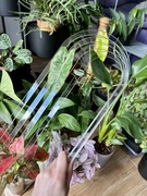 Przezroczysty PALIK / podpora do roślin rozm. M