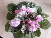 Fiołek afrykański Rose Bouquet sadzonka