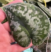 Scindapsus Macaro - pędówka