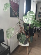 Duża Monstera Deliciosa + stojak