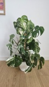 Monstera variegata 