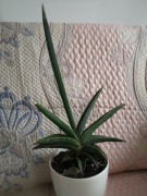 Sansevieria silver blue