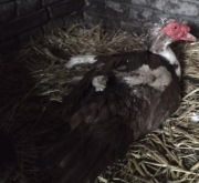  jajka jaja lęgowe kaczek pizmowych 