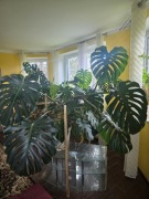 Monstera 6m² Ogromna