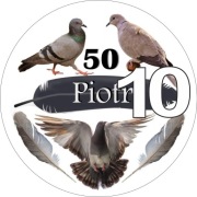 Pan Opłatek na tort - GOŁĘBIARZ GOŁĘBIE