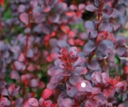 Berberys darts Red lady