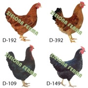 Kury, Kokoszki różnych ras