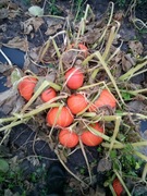 NASIONA, PESTKI DYNII HOKKAIDO