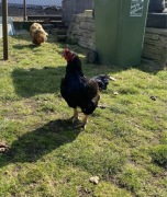 Bojowce indyjskie koguty kury 