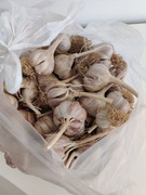 Czosnek ładny 5+ 50szt.