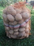 ziemniaki jadalne Odmiana - Lord