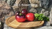 Black Russian Rose. Rzadka odmiana samokończaca.  