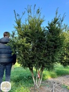 duży cis pośredni Groenland, 175-250cm, wielopniowy, soliter, kopany