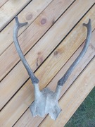 poroże jelenia sprzedam 