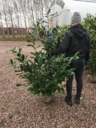laurowiśnia Caucasica, Novita, Rotundifolia, 80-200cm, bryła, żywopłot