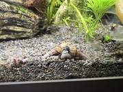 Ślimak świderek 10 szt czyściciel