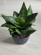 sansevieria hahnii
