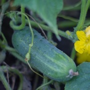 Ogórek Nadusha F1 - Wysoko Odporny 