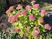 Rozchodnik (Sedum Spectabile) roślina miododajna  (3szt)