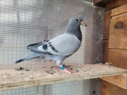 Młody po oryg A&W Drapa 4x Inbred Pokerface 12x1 konk x Skyfaghter 