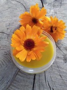 Maść Nagietkowa na Gęsim Smalcu żylaki pajączki od Zielarza