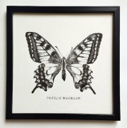 Obraz paź królowej, Papilio Machaon