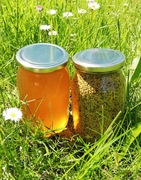 Świeży miód z lasu + pyłek kwiatowy 2025