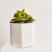 Osłonka, sukulenty, doniczka betonowa, teelight