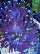 Euphyllia Paraancora 2 główkowa, koralowiec, korale, koralowce, 