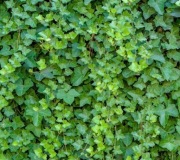 BLUSZCZ hedera helix mix30-75 cm od 100 szt. -15% 