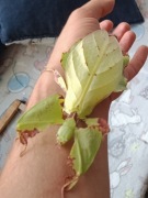 Liściec olbrzymi - Phyllium giganteum