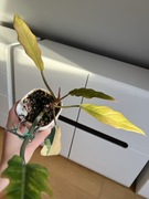 Philodendron Caramel Marble