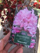 Rododendron Staccato kwitnący w marcu