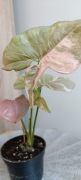 Syngonium Pink Double Marble variagata