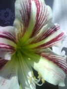 Zwartnica, Hipeastrum, Amarylis nr 4 obwód 20+cm