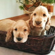 Szczeniaki Cocker Spaniel Angielski 
