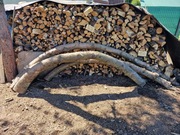 Gałęzie ozdobne świerk Syberyjski 3m