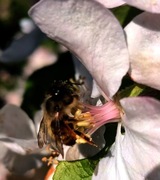 Pszczoła murarka ogrodowa kokony 300 szt + 10% gra