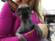 Lusia Prześliczna dziewczynka Sfinks. Jedyna taka małpeczka Gremlinek