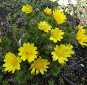 Miłek wiosenny - adonis vernalis 20 nasion